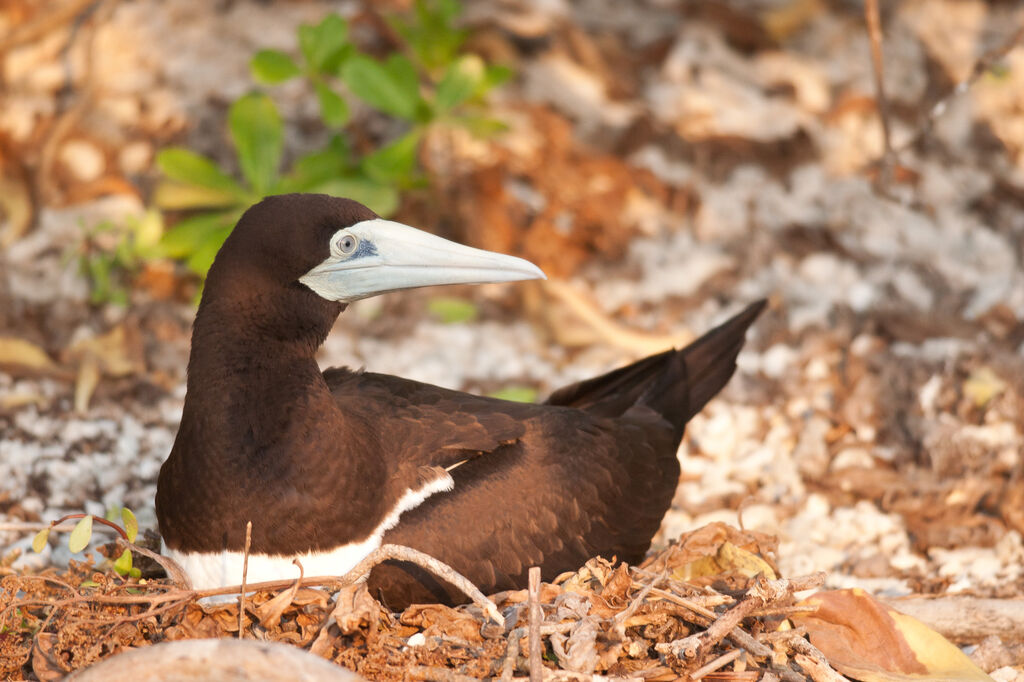 Brown Boobyadult, Reproduction-nesting