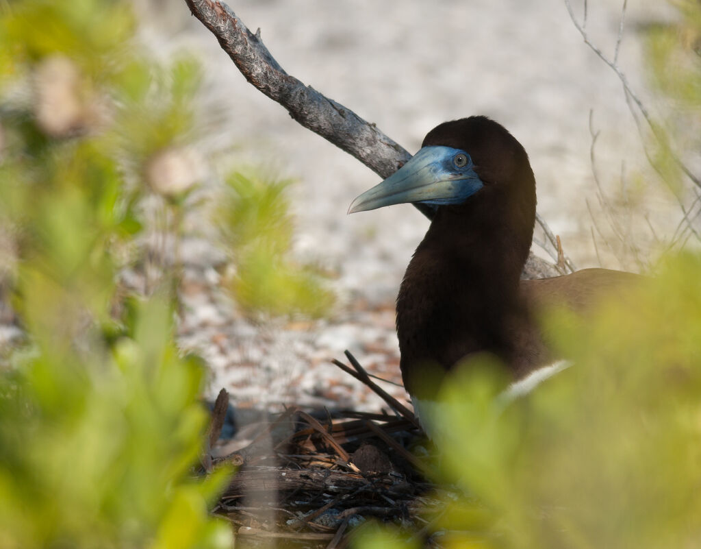 Brown Boobyadult, Reproduction-nesting