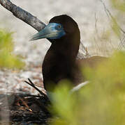 Brown Booby