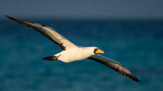 Masked Booby