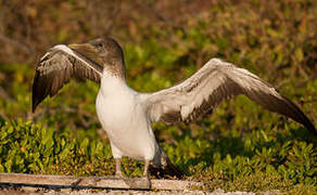 Masked Booby