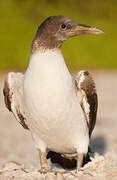 Masked Booby