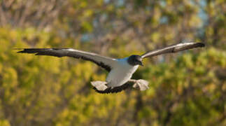 Masked Booby