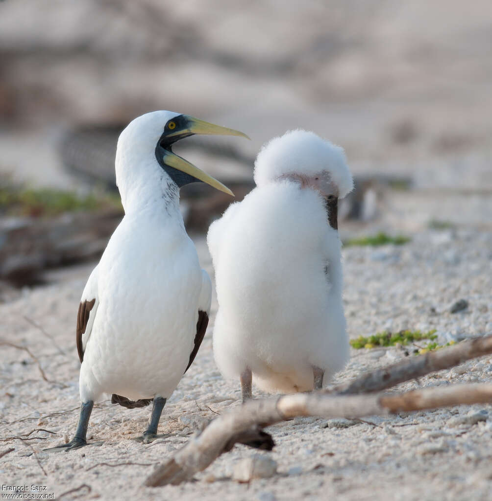 Masked Booby, pigmentation, Reproduction-nesting, Behaviour