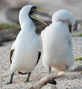 Masked Booby