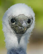 Masked Booby