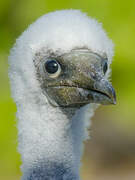 Masked Booby