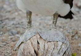 Masked Booby