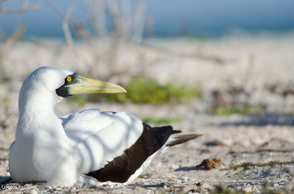 Masked Boobyadult, close-up portrait