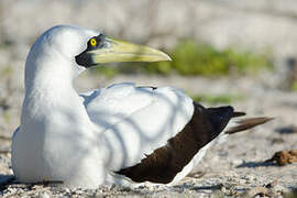 Masked Booby