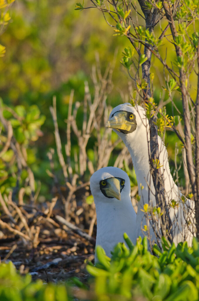 Masked Boobyadult, Reproduction-nesting