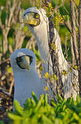 Masked Booby