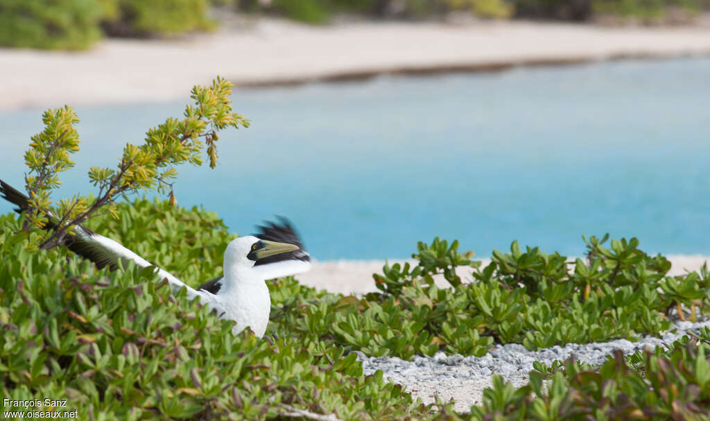 Masked Boobyadult, habitat, Reproduction-nesting