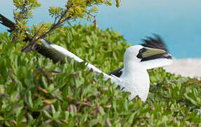 Masked Booby