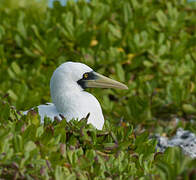 Masked Booby