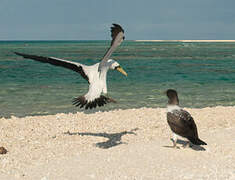 Masked Booby