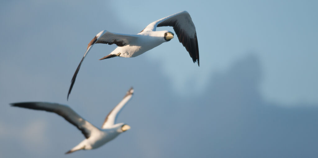 Masked Booby adult