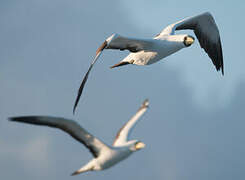 Masked Booby