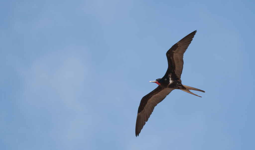 Lesser Frigatebird male adult