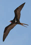 Lesser Frigatebird