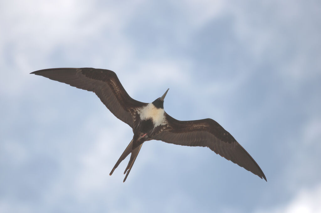 Lesser Frigatebird female adult