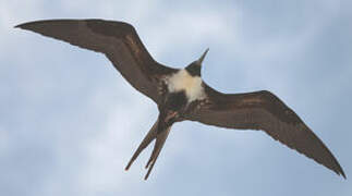 Lesser Frigatebird