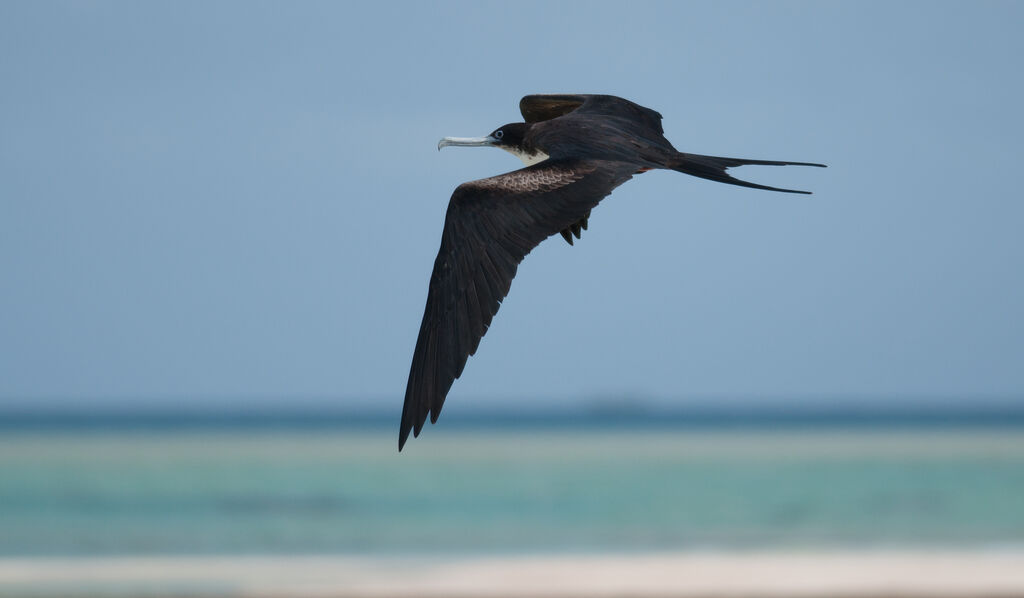 Great Frigatebird female adult, Flight