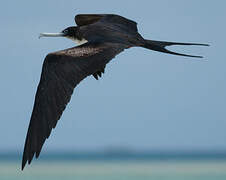 Great Frigatebird