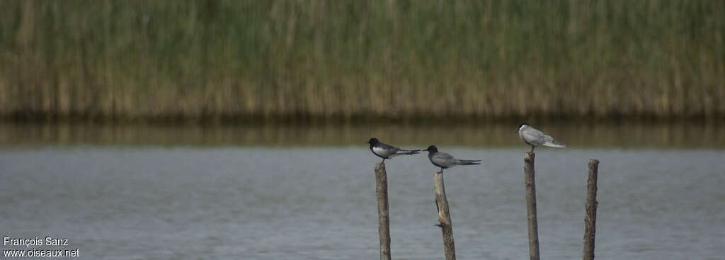 White-winged Tern, pigmentation, Behaviour