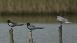 White-winged Tern