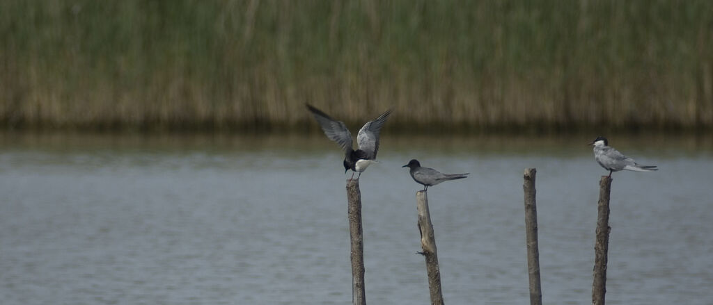 White-winged Tern