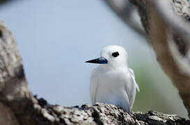 White Tern