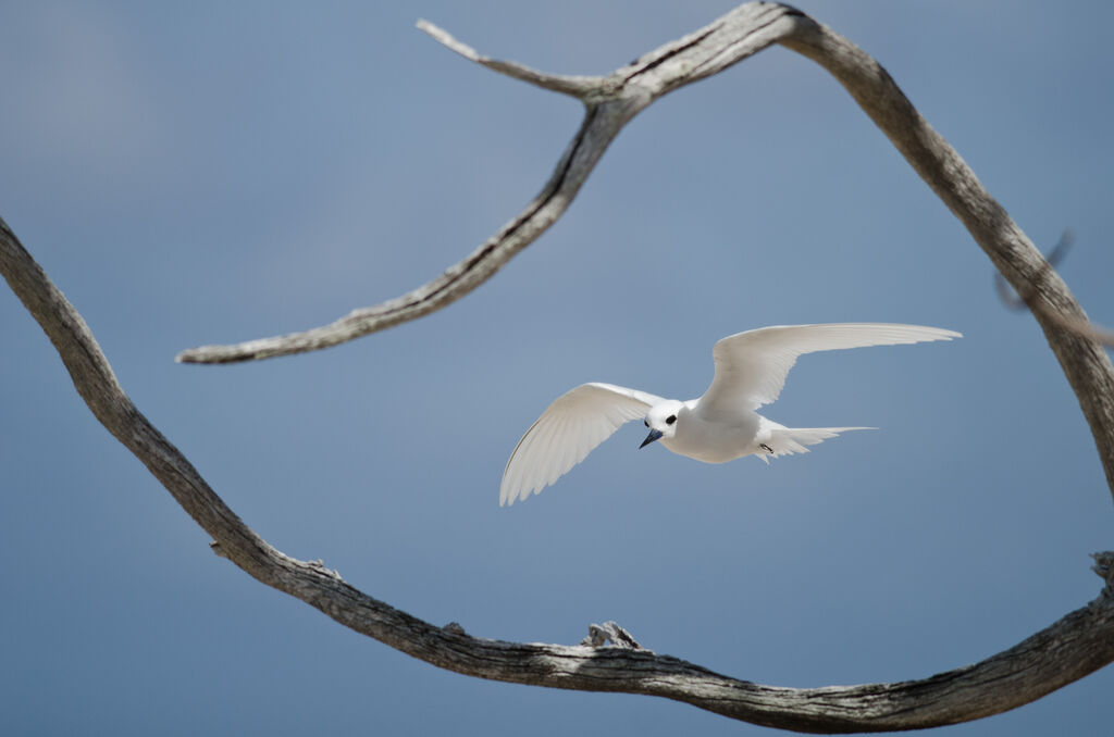 White Ternadult, Flight