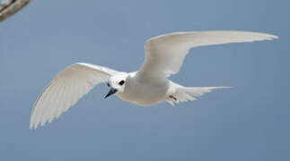 White Tern