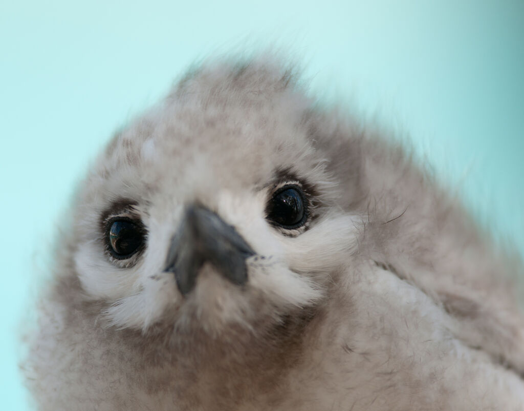 White Ternjuvenile