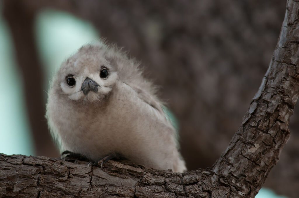 White Ternjuvenile