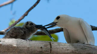 White Tern