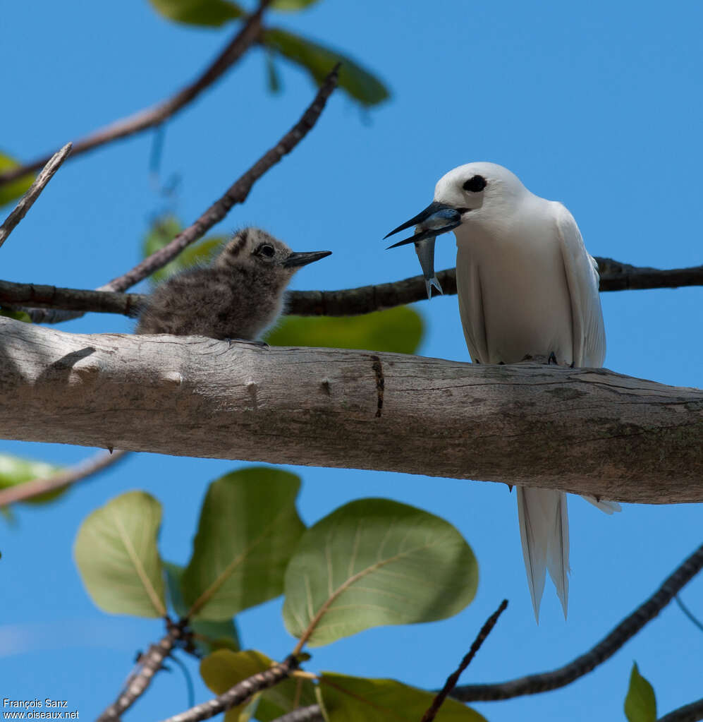 White Tern, pigmentation, feeding habits