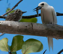 White Tern