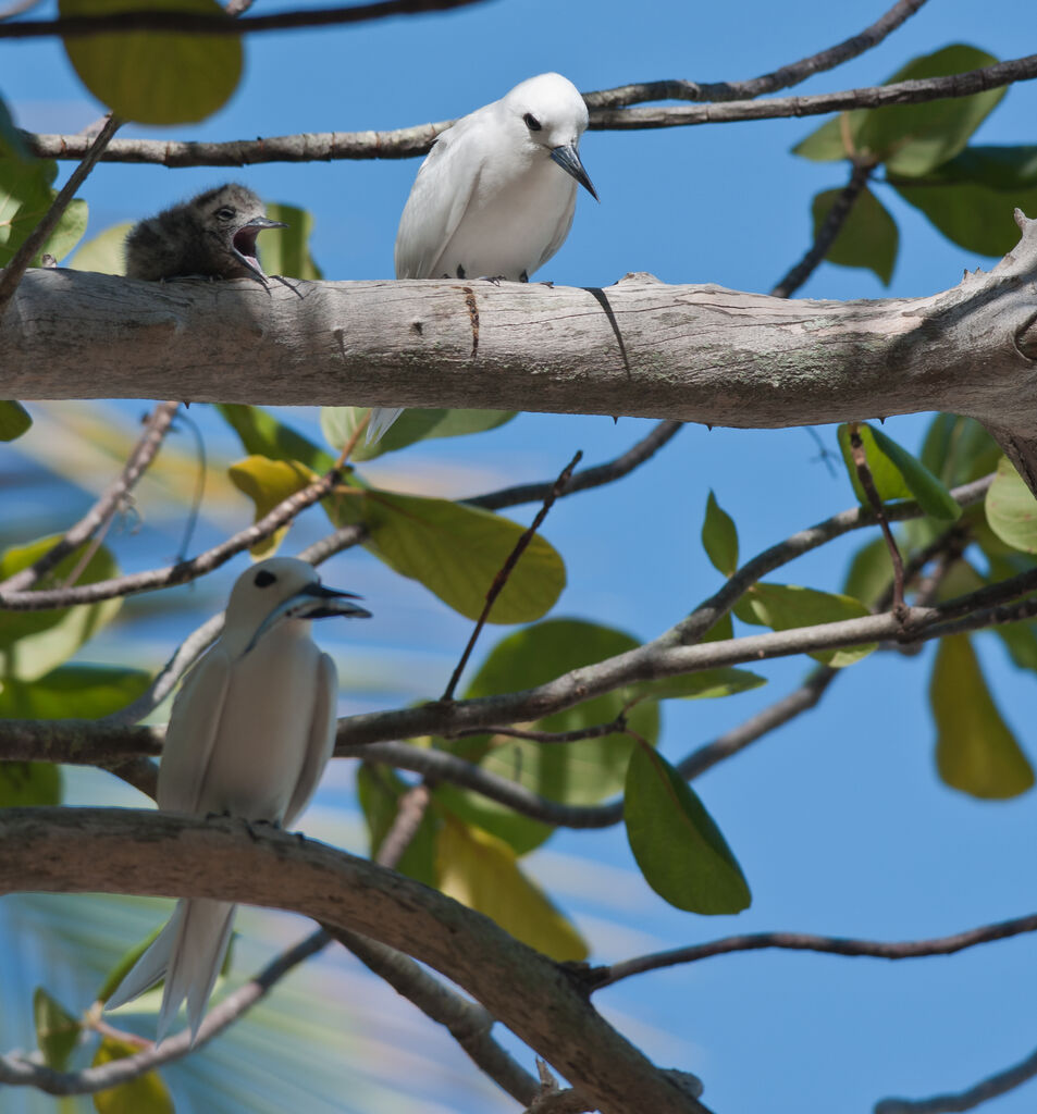 White Tern , Reproduction-nesting