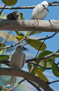 White Tern