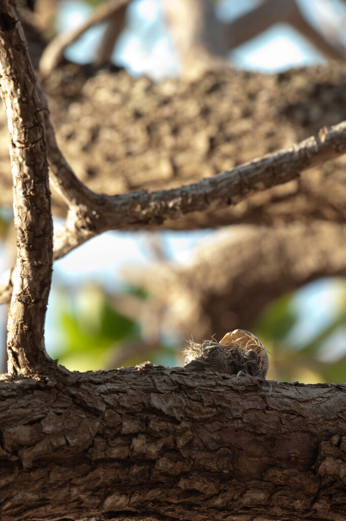 White Ternjuvenile