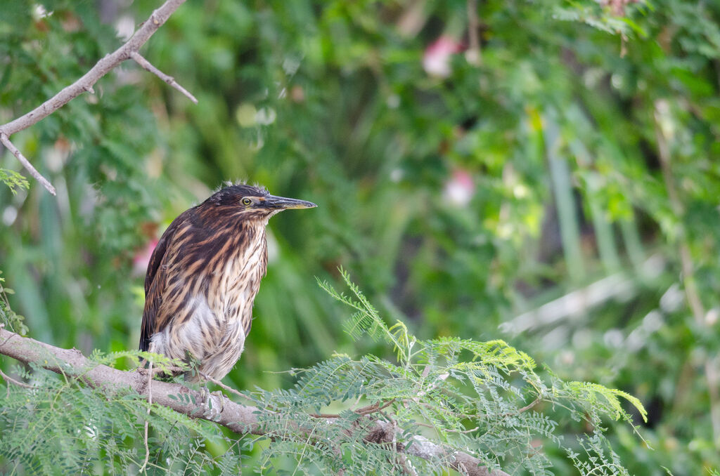 Striated Heronimmature