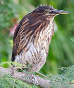 Striated Heron