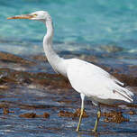 Aigrette sacrée