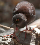 Spotless Crake