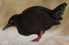 Spotless Crake