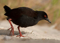 Spotless Crake