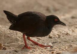 Spotless Crake