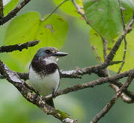 Society Kingfisher